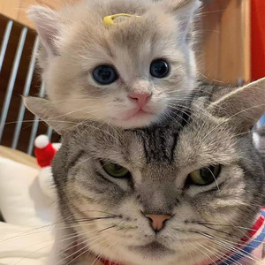 Metcn模特白灵1000人体艺术
